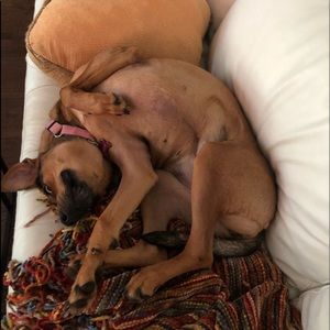 Meet your Posher, Sam